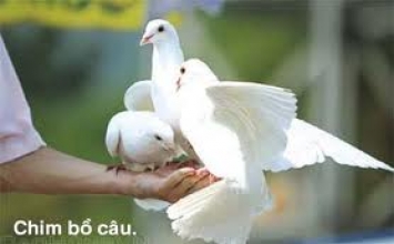 Không nhẫn khởi tâm ác